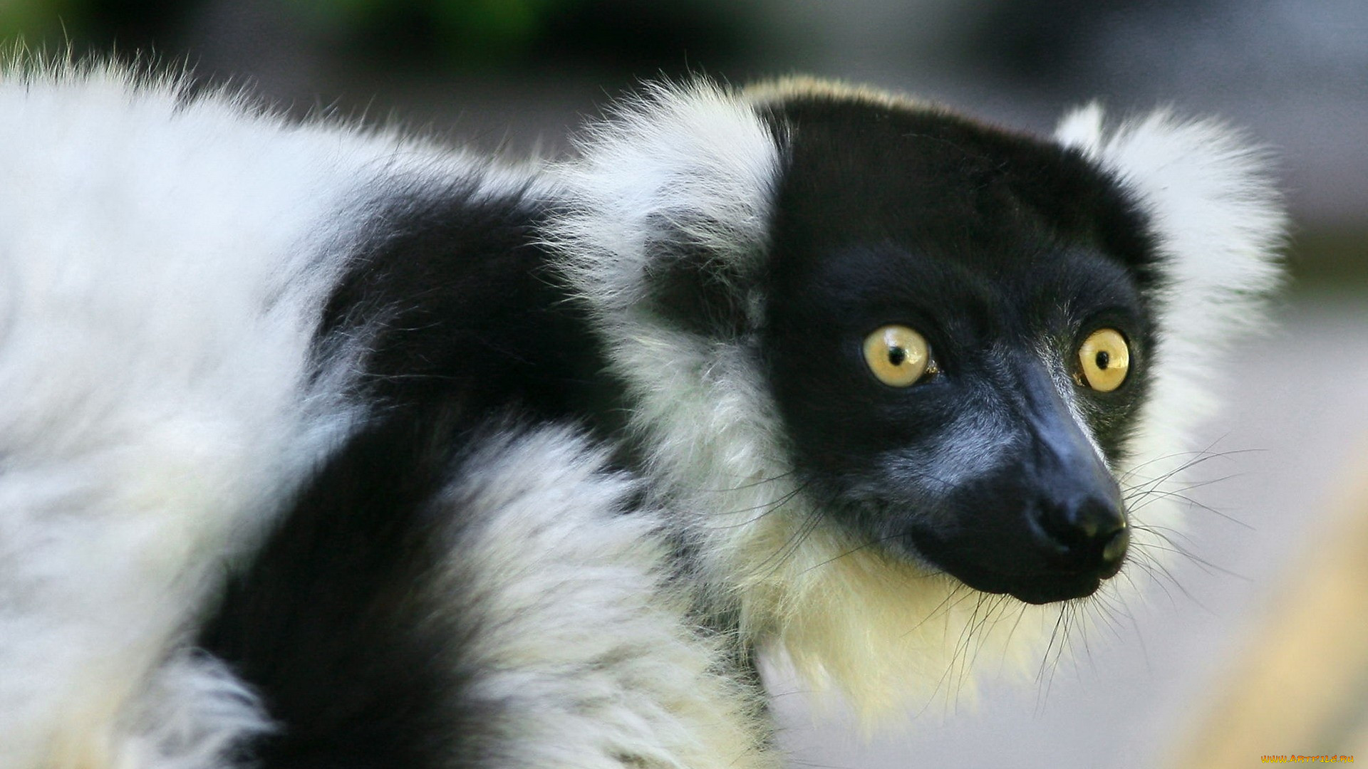 , , , lemur, , 